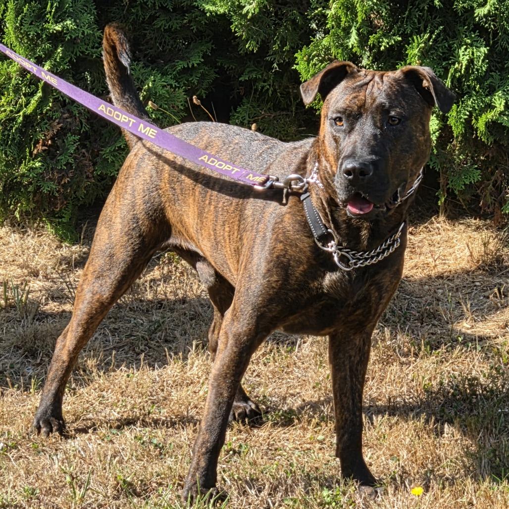 Enlarge Mufasa, a Adoptable Mixed Breed in Ferndale, WA image 6/6