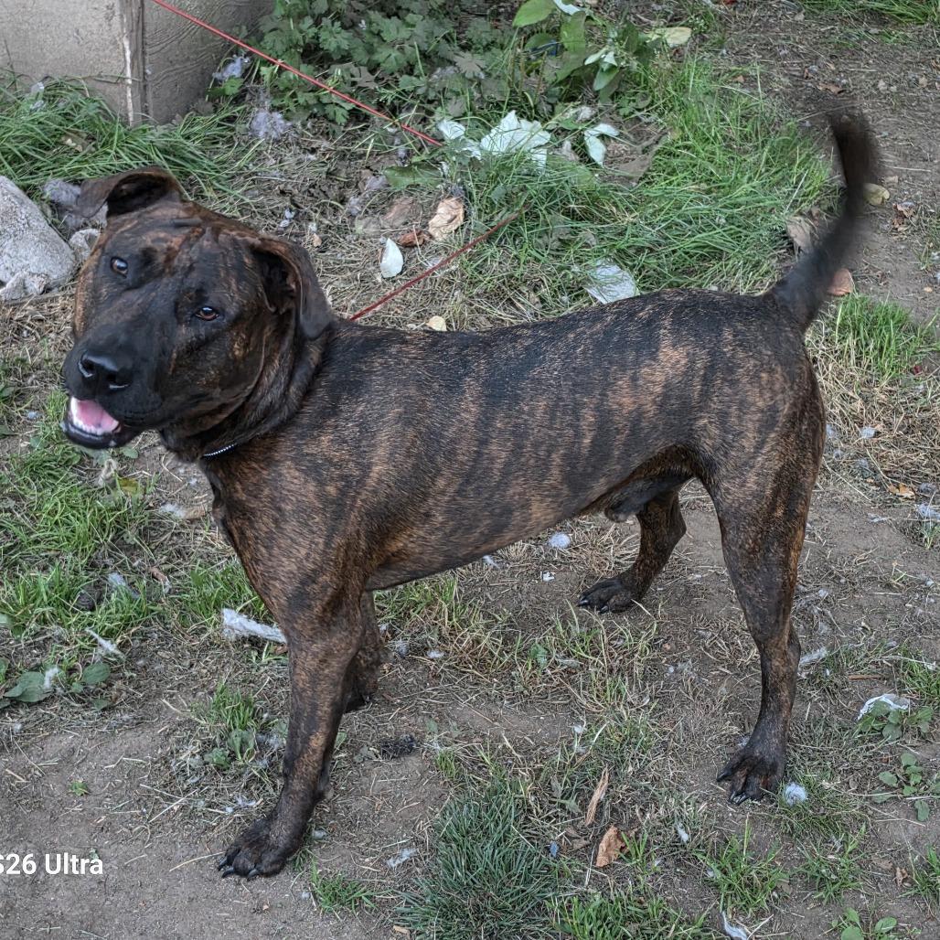 Mufasa, a Adoptable Mixed Breed in Ferndale, WA image 6/6
