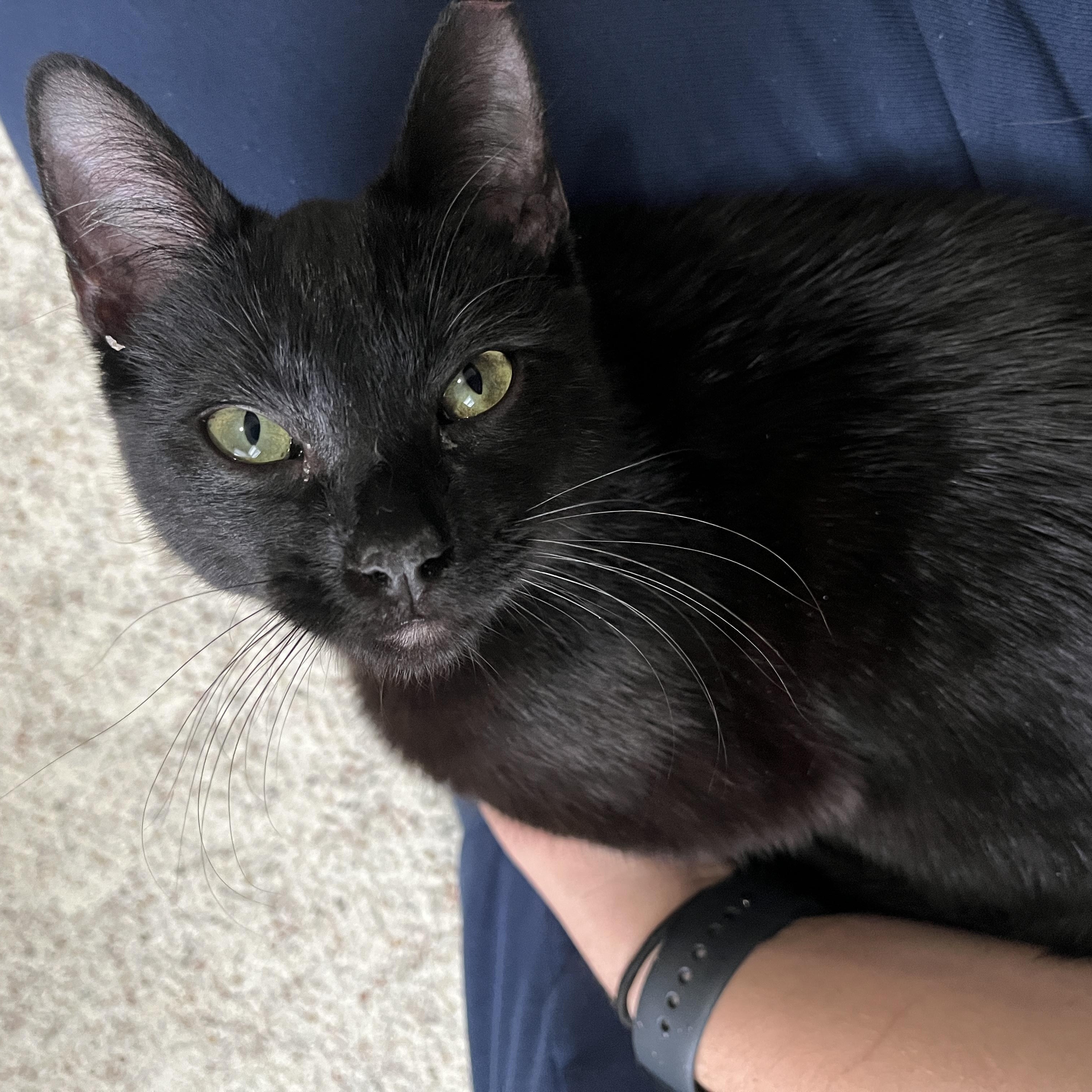 Enlarge Daphne, an adopted Domestic Short Hair in Rochester, NY image 1/4