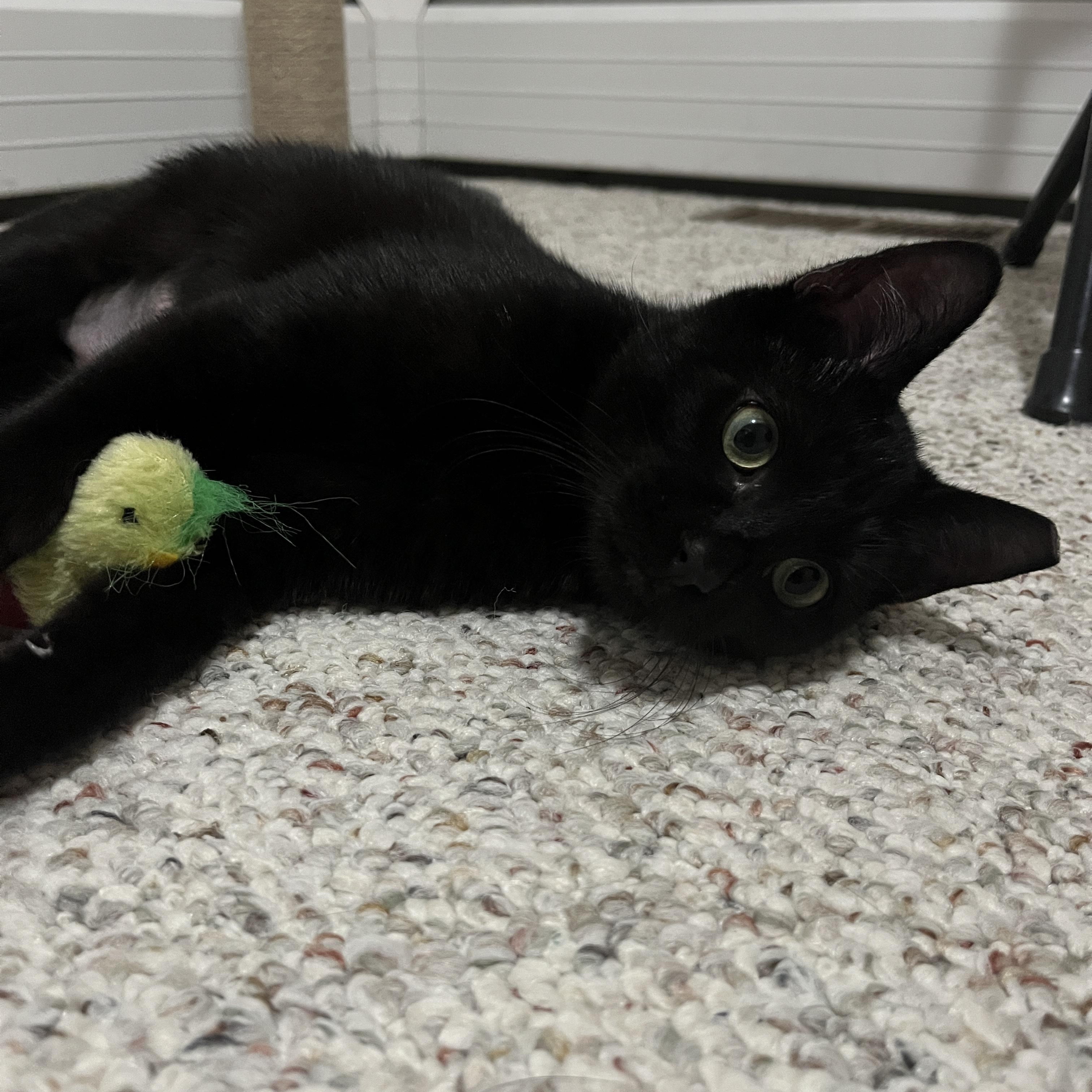 Enlarge Daphne, an adopted Domestic Short Hair in Rochester, NY image 4/4