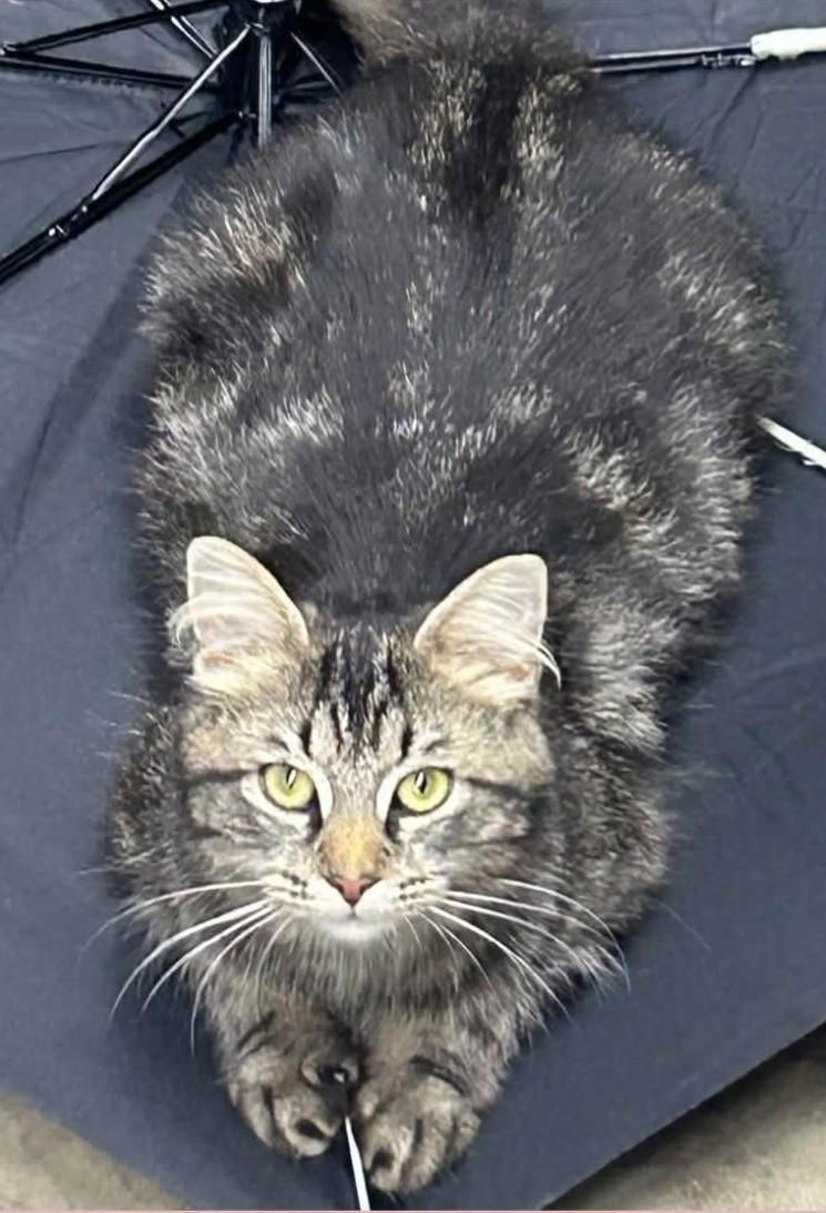 Enlarge Penny, a Adoptable Tabby in Beckley, WV image 3/6