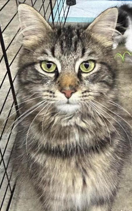 Enlarge Penny, a Adoptable Tabby in Beckley, WV image 6/6