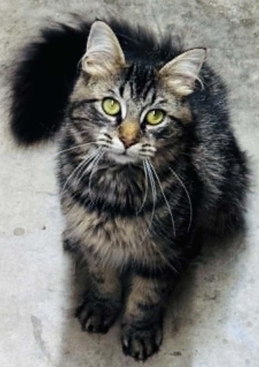 Enlarge Penny, a Adoptable Tabby in Beckley, WV image 4/6