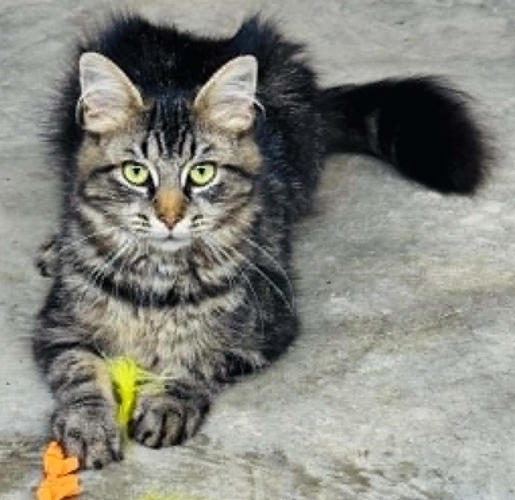 Penny, Adoptable, Young Female Tabby.