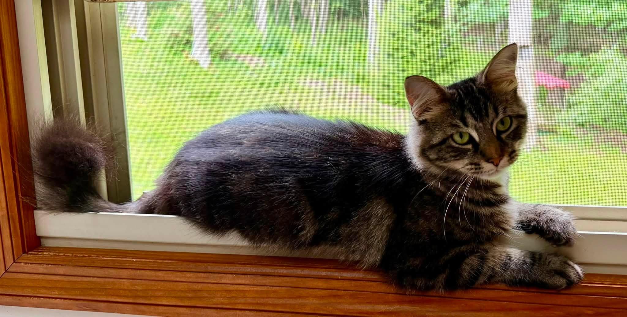Enlarge Penny, a Adoptable Tabby in Beckley, WV image 5/6