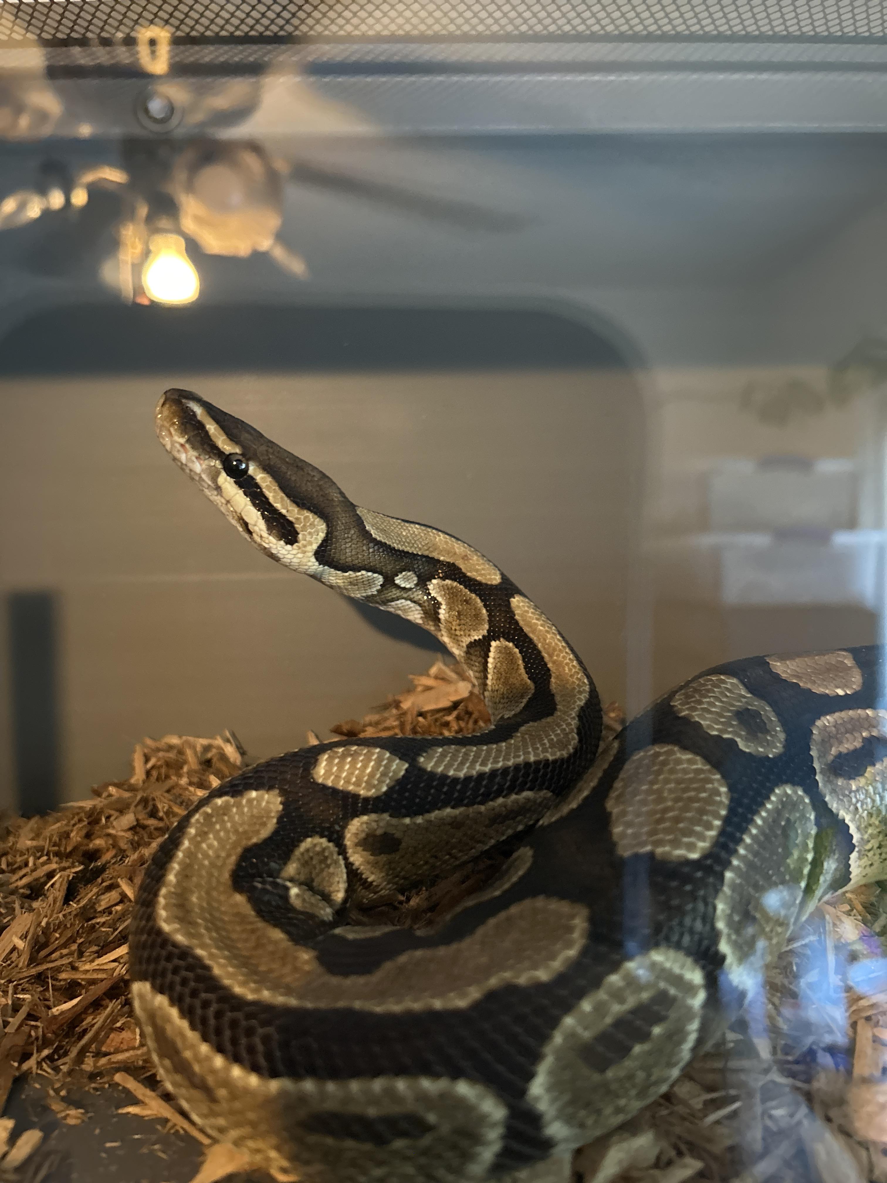 Rango Ball Python, Adult Unknown unknown
