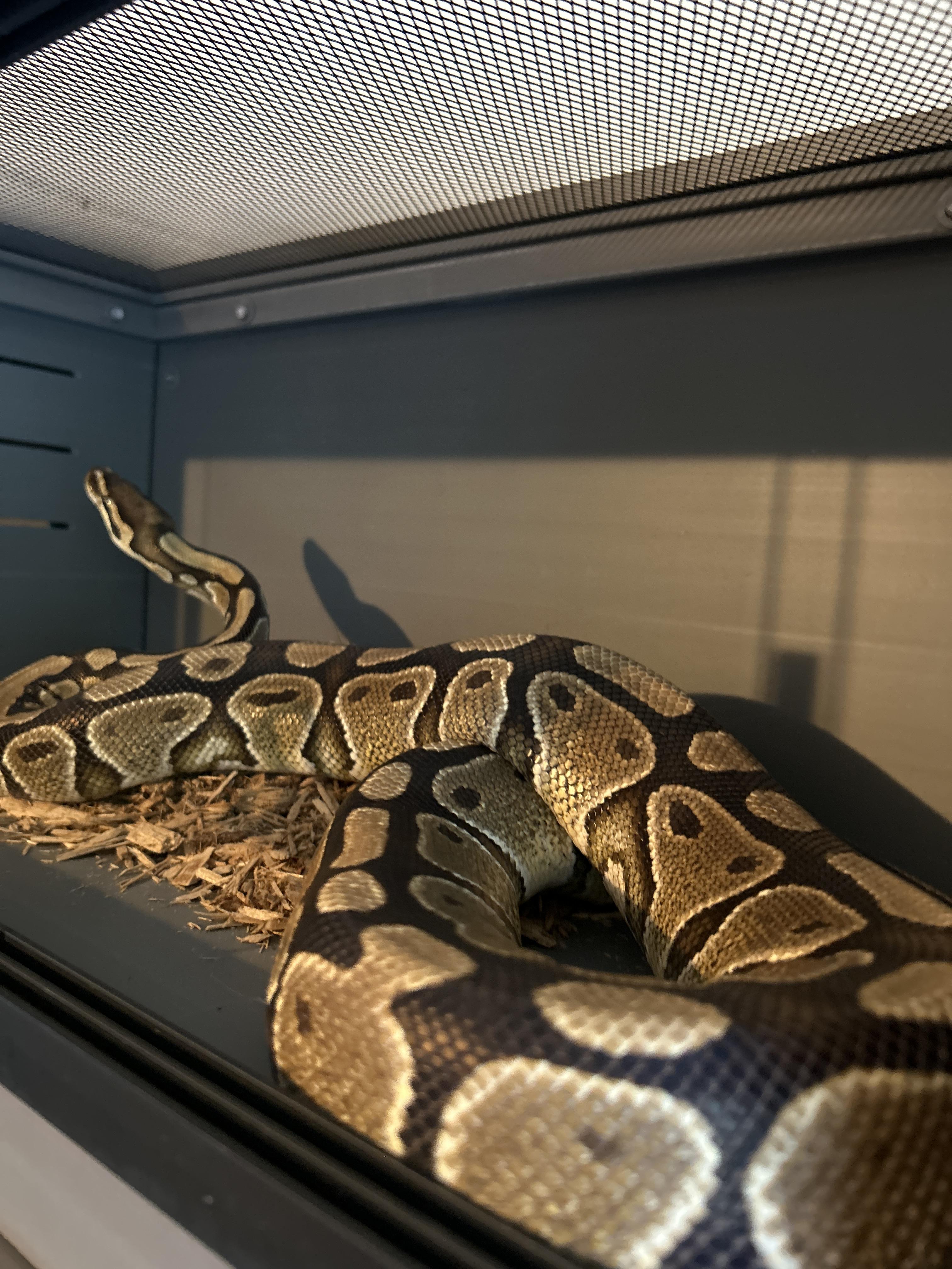 Rango Ball Python photo 2