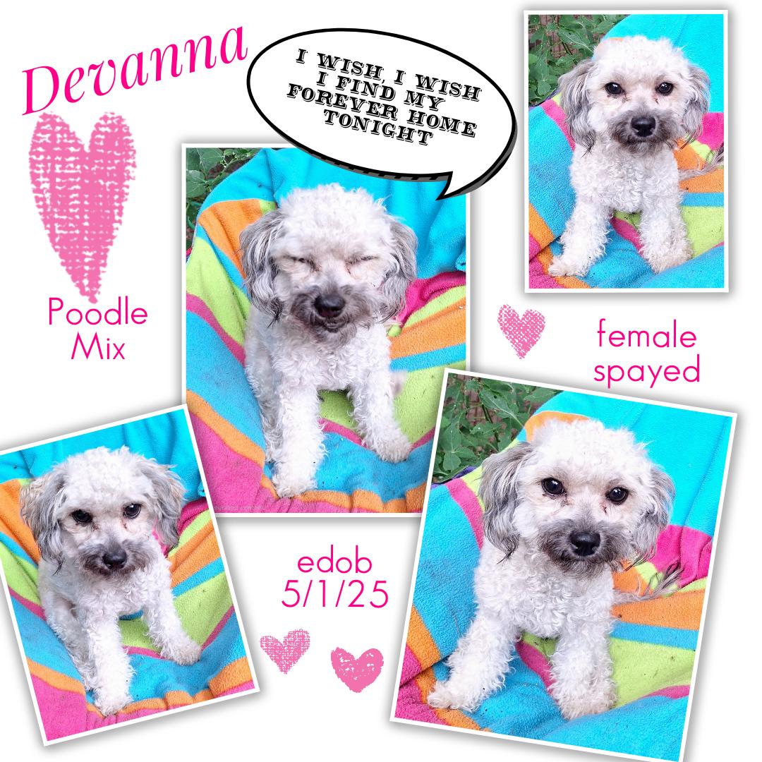 Enlarge Devanna BR14389-T LOCAL Adoption Event in Burlington 5-22, an adopted mixed breed in Burlington, WA image 1/5