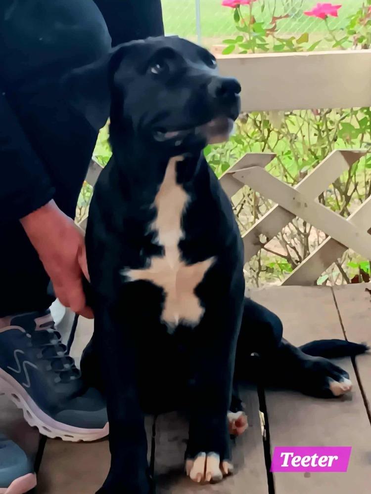 Yellowstone litter, Adoptable, Puppy Male Shepherd.