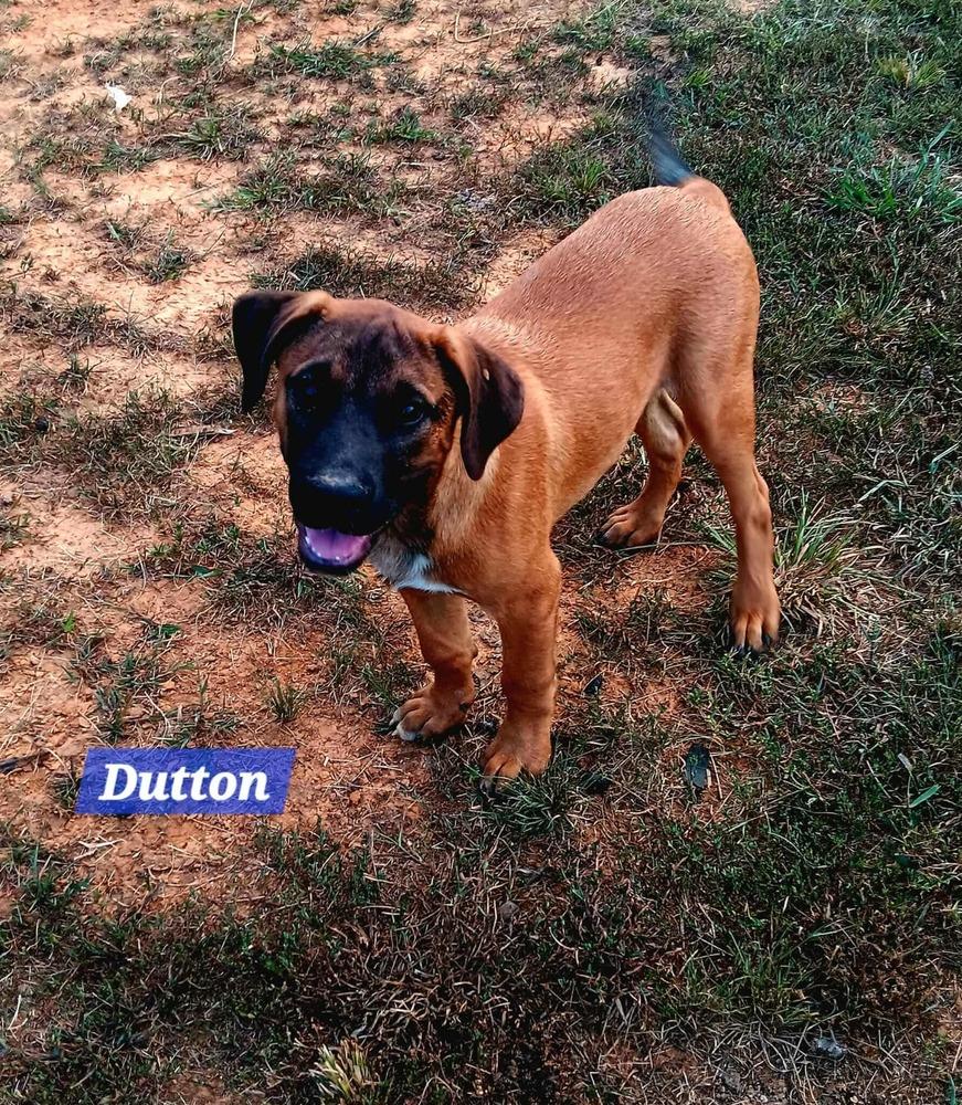 Enlarge Yellowstone litter, a Adoptable Shepherd in New Bedford, MA image 2/5