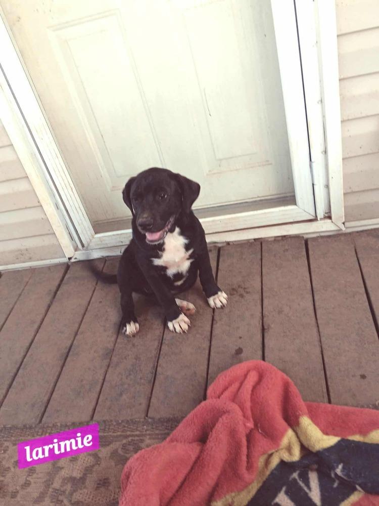 Enlarge Yellowstone litter, a Adoptable Shepherd in New Bedford, MA image 3/5