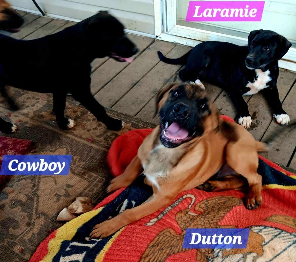 Enlarge Yellowstone litter, a Adoptable Shepherd in New Bedford, MA image 4/5