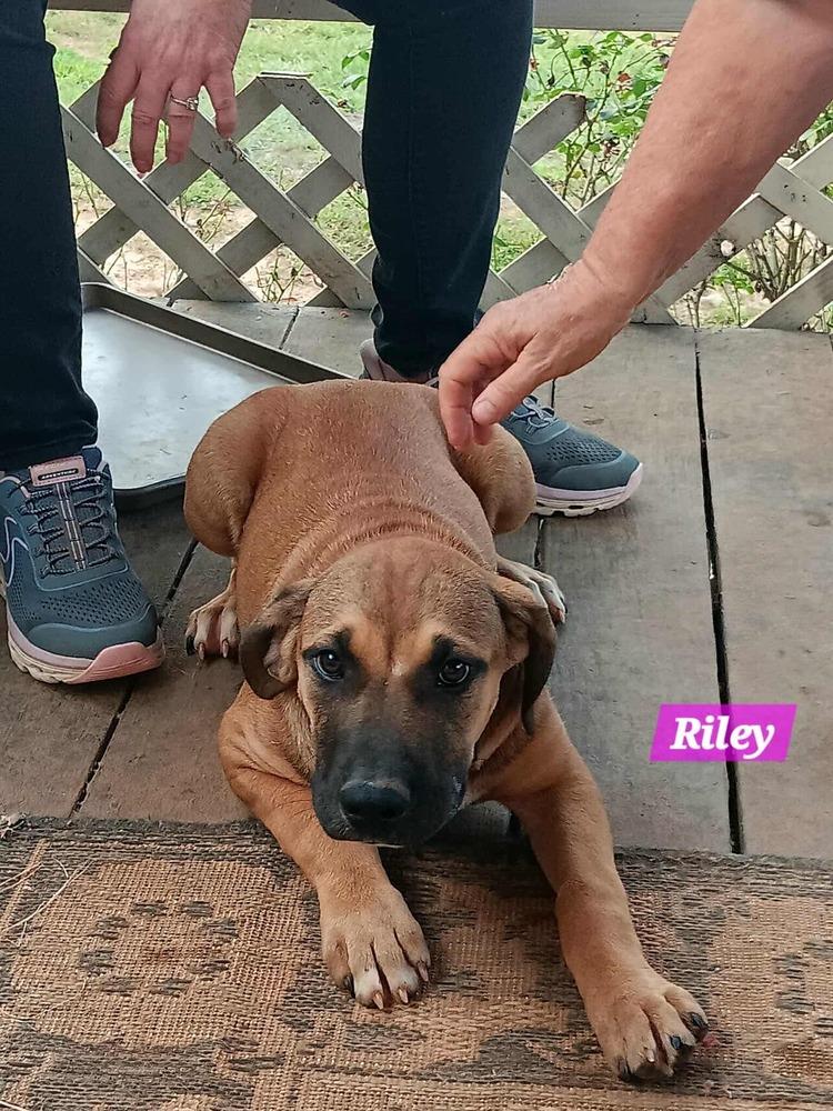 Enlarge Yellowstone litter, a Adoptable Shepherd in New Bedford, MA image 5/5