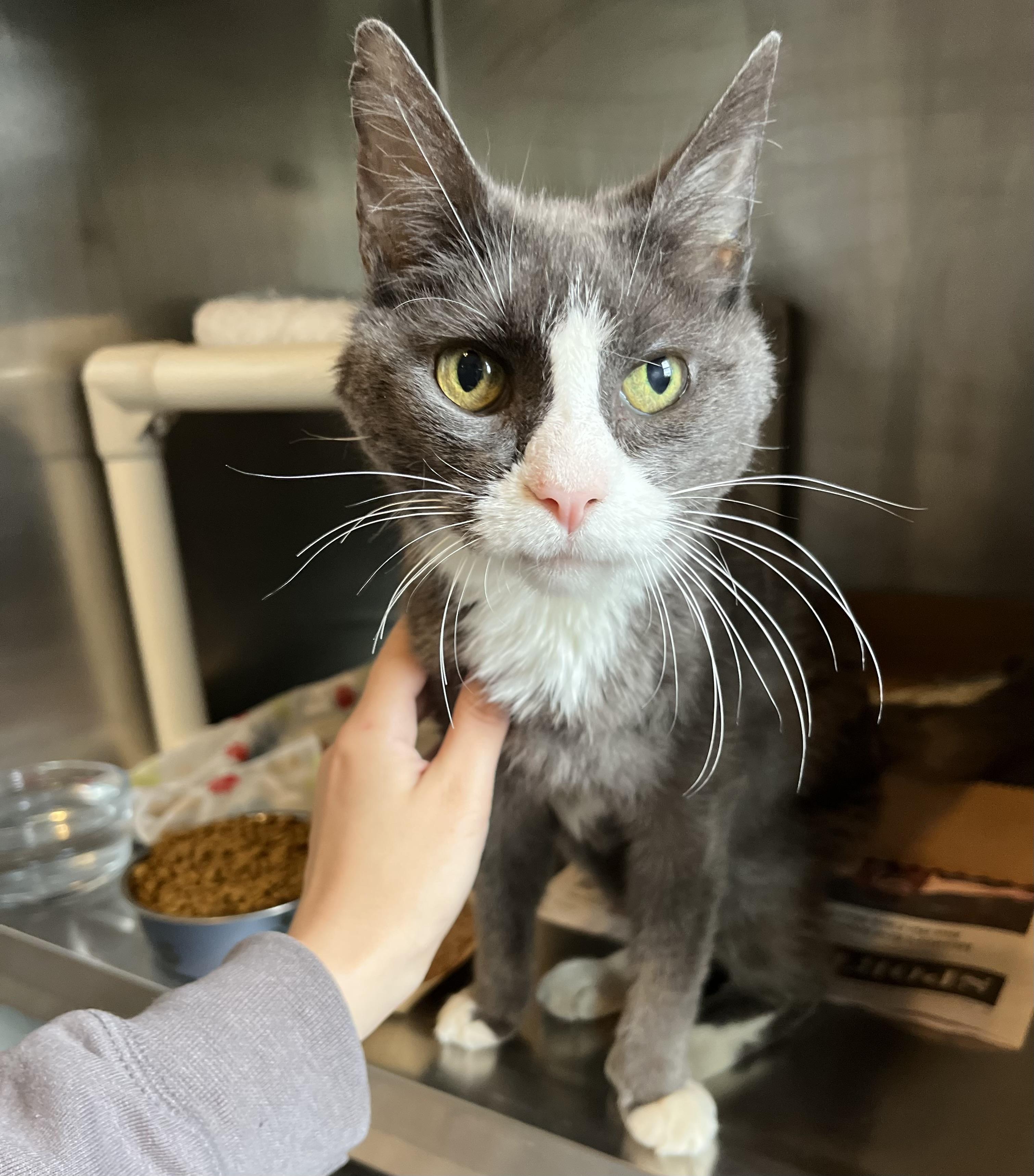 Jerry, Adult Male Domestic Short Hair