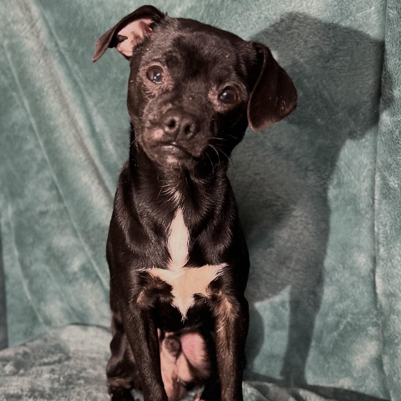 Jace , a ADOPTABLE mixed breed in Pelham, NH image 1/6