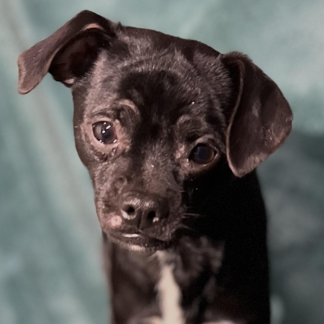 Jace , a ADOPTABLE mixed breed in Pelham, NH image 2/6