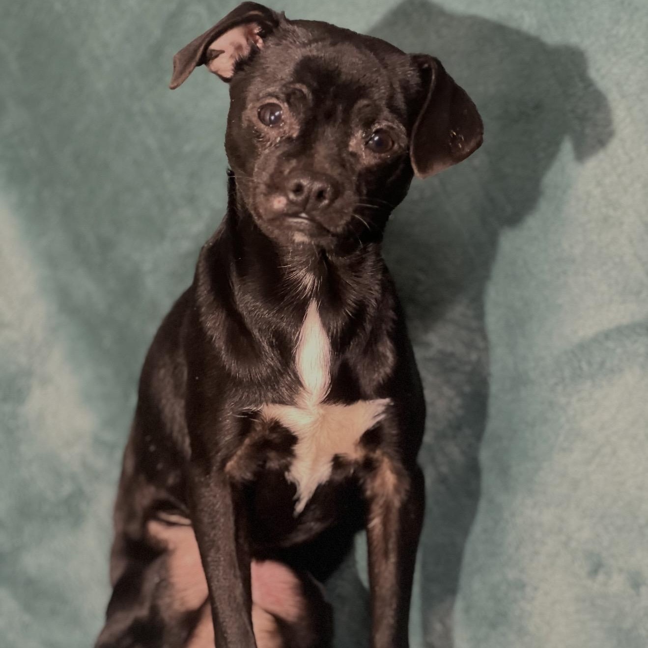 Jace , a ADOPTABLE mixed breed in Pelham, NH image 3/6