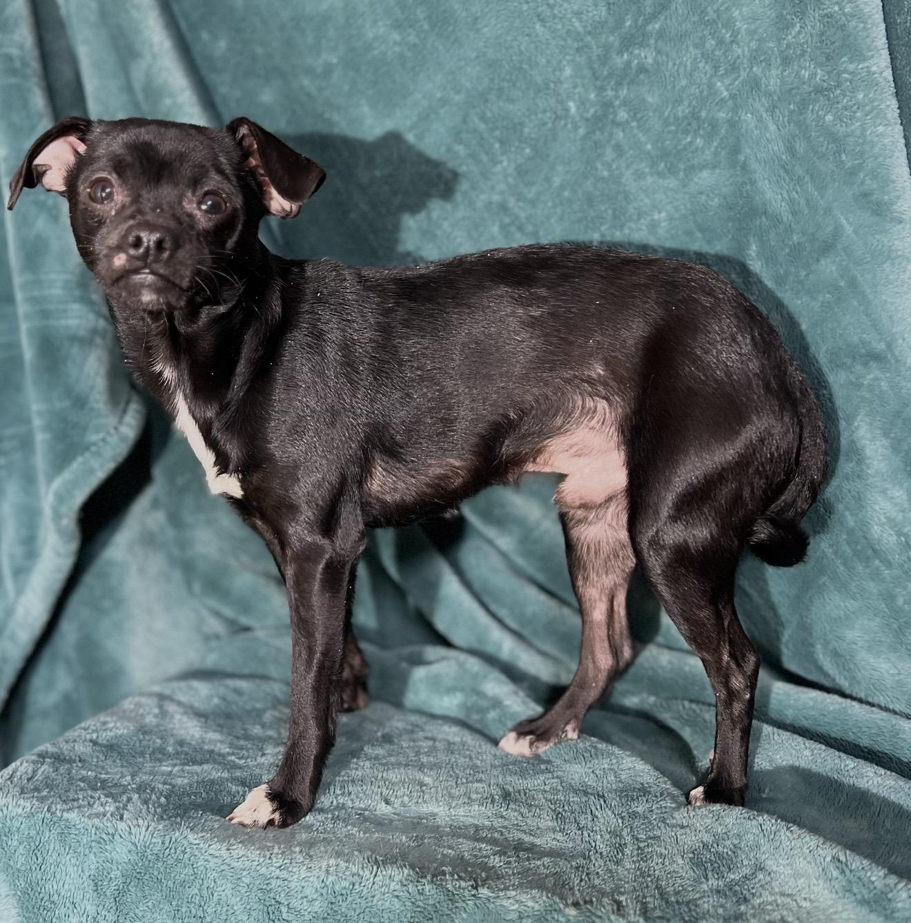 Jace , a ADOPTABLE mixed breed in Pelham, NH image 4/6