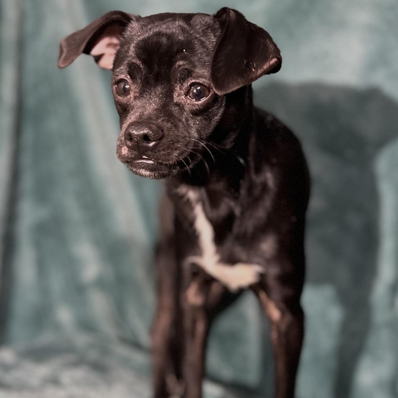 Jace , a ADOPTABLE mixed breed in Pelham, NH image 5/6