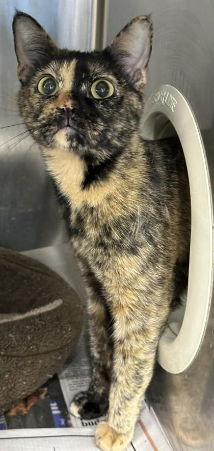 Mosaic, Adoptable, Young Female Domestic Short Hair & Domestic Short Hair.