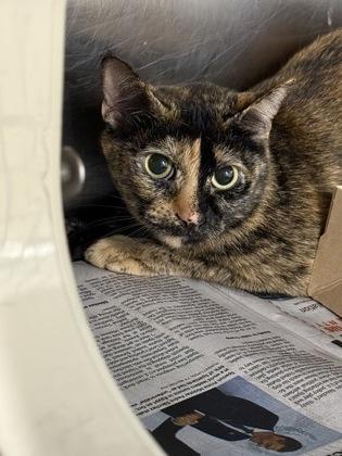 Enlarge Mosaic, a Adoptable mixed breed in Shreveport, LA image 2/3