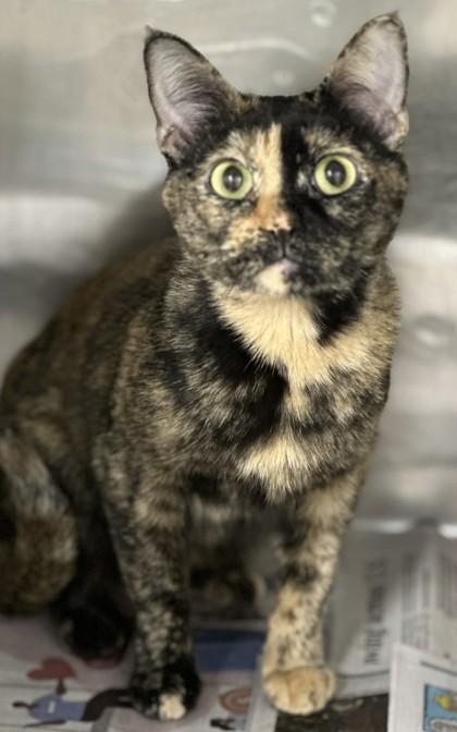 Enlarge Mosaic, a Adoptable mixed breed in Shreveport, LA image 3/3