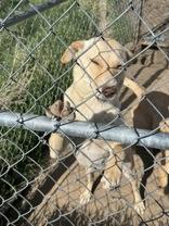 Dolly, a ADOPTABLE mixed breed in Madras, OR image 1/3