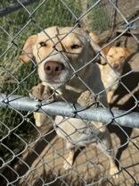 Dolly, a ADOPTABLE mixed breed in Madras, OR image 2/3