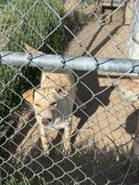 Dolly, a ADOPTABLE mixed breed in Madras, OR image 3/3