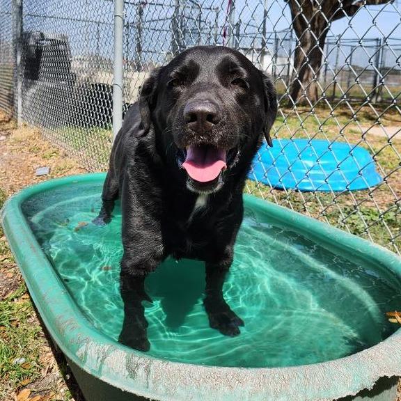 McGee, a Adoptable mixed breed in Corpus Christi, TX image 1/6