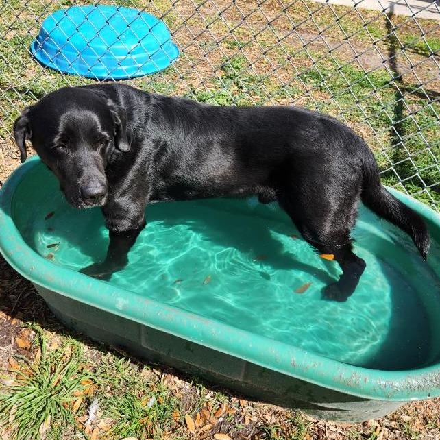McGee, a Adoptable mixed breed in Corpus Christi, TX image 2/6
