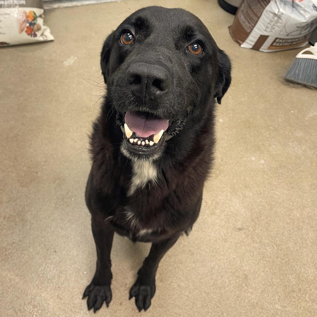 McGee, a Adoptable mixed breed in Corpus Christi, TX image 3/6