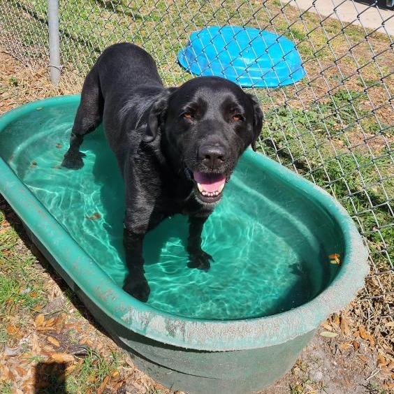 McGee, a Adoptable mixed breed in Corpus Christi, TX image 4/6