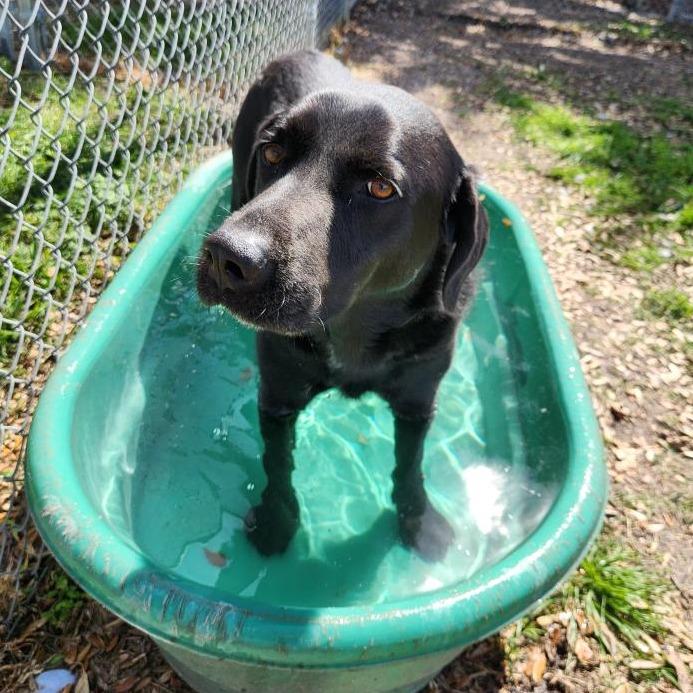 McGee, a Adoptable mixed breed in Corpus Christi, TX image 5/6