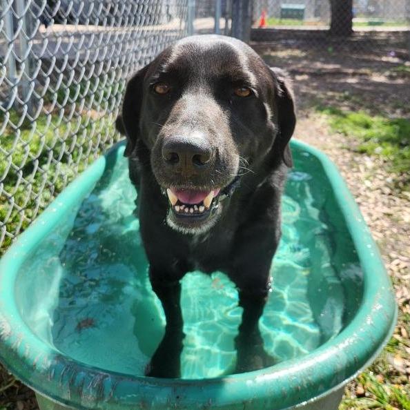 McGee, a Adoptable mixed breed in Corpus Christi, TX image 6/6