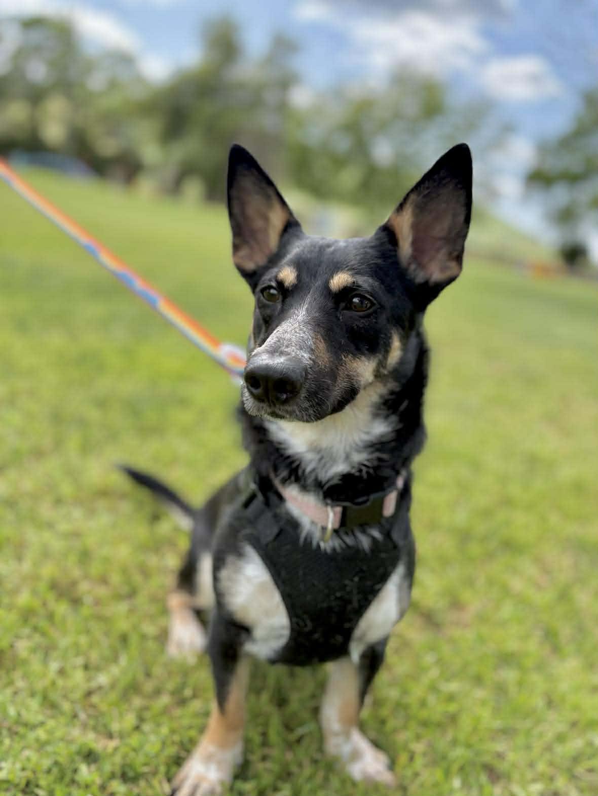 Penelope, a Adopted mixed breed in Visalia, CA image 1/3