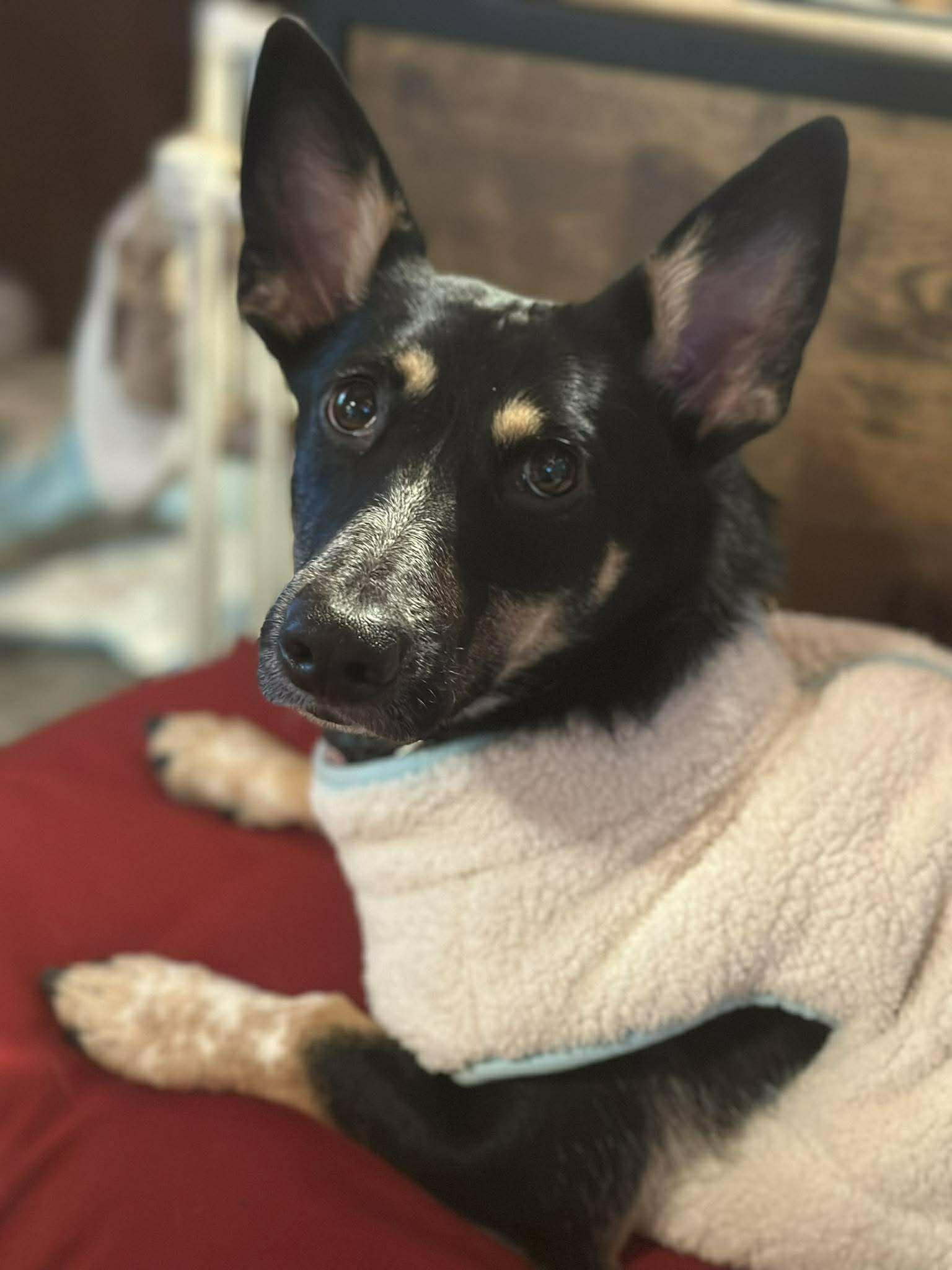 Penelope, a Adopted mixed breed in Visalia, CA image 2/3