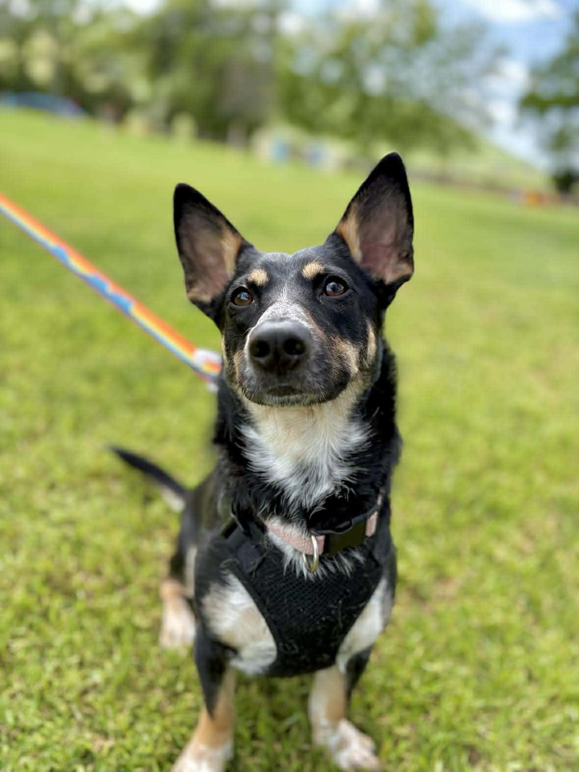 Penelope, a Adopted mixed breed in Visalia, CA image 3/3