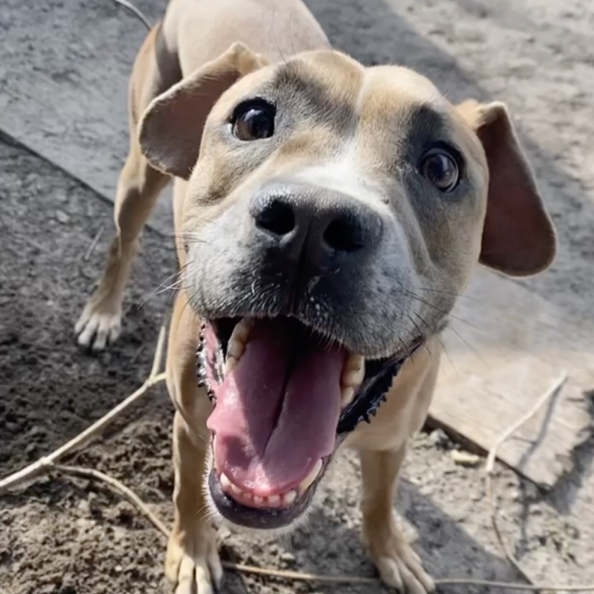 Enlarge Buddy, a Adoptable mixed breed in Jacksonville, FL image 1/6