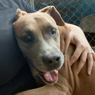 Enlarge Buddy, a Adoptable mixed breed in Jacksonville, FL image 2/6