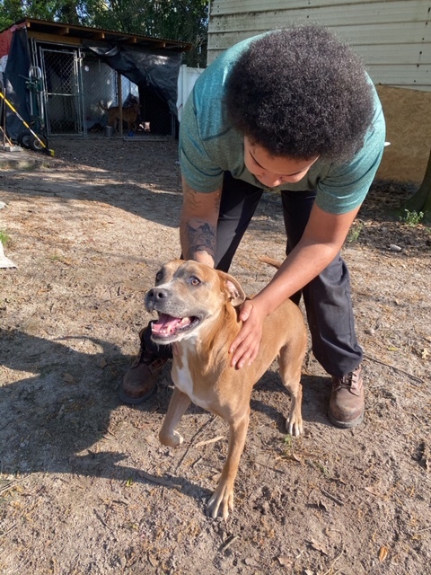 Enlarge Buddy, a Adoptable mixed breed in Jacksonville, FL image 3/6