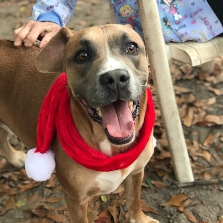 Enlarge Buddy, a Adoptable mixed breed in Jacksonville, FL image 4/6