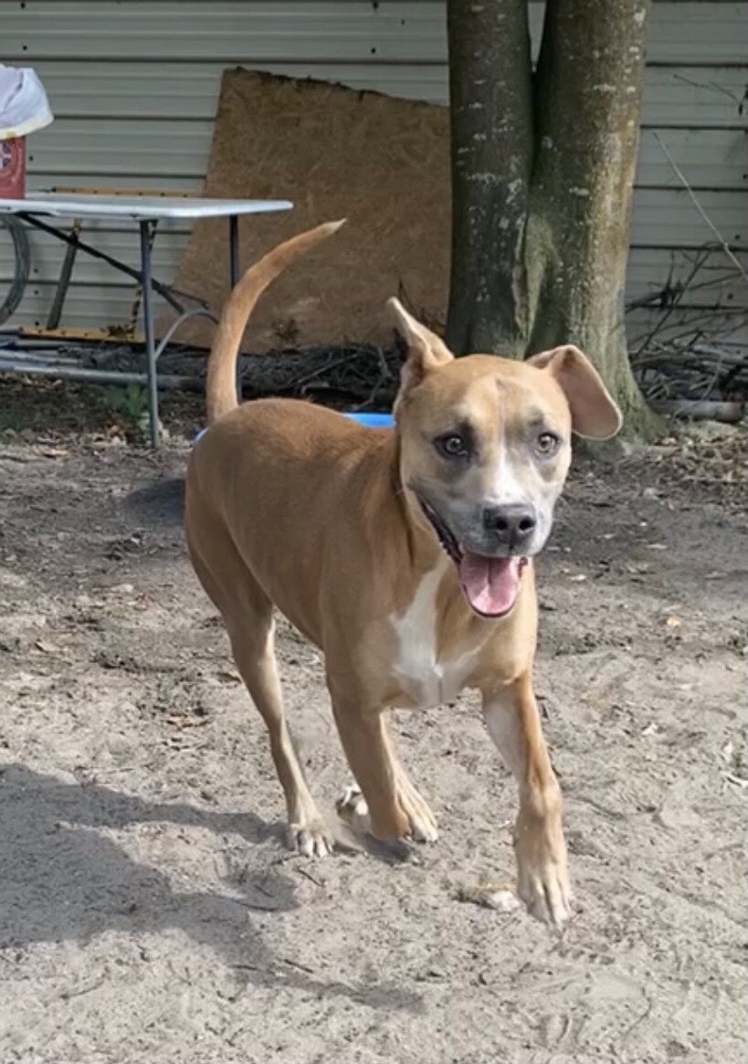 Enlarge Buddy, a Adoptable mixed breed in Jacksonville, FL image 5/6