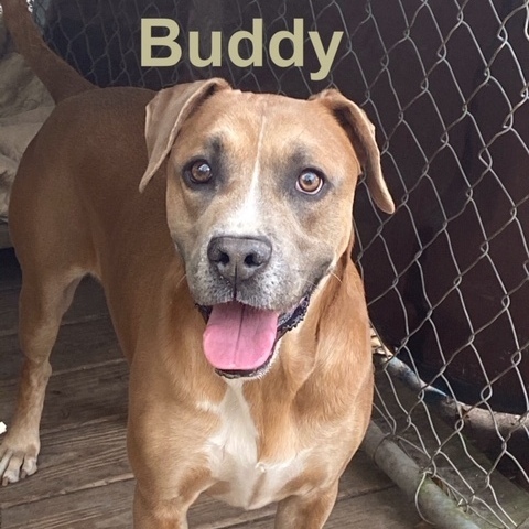 Buddy, Adoptable, Adult Male Boxer & Staffordshire Bull Terrier.
