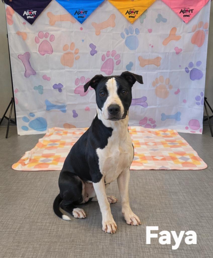 Faya Yrly 42, Adoptable, Puppy Female Pit Bull Terrier.