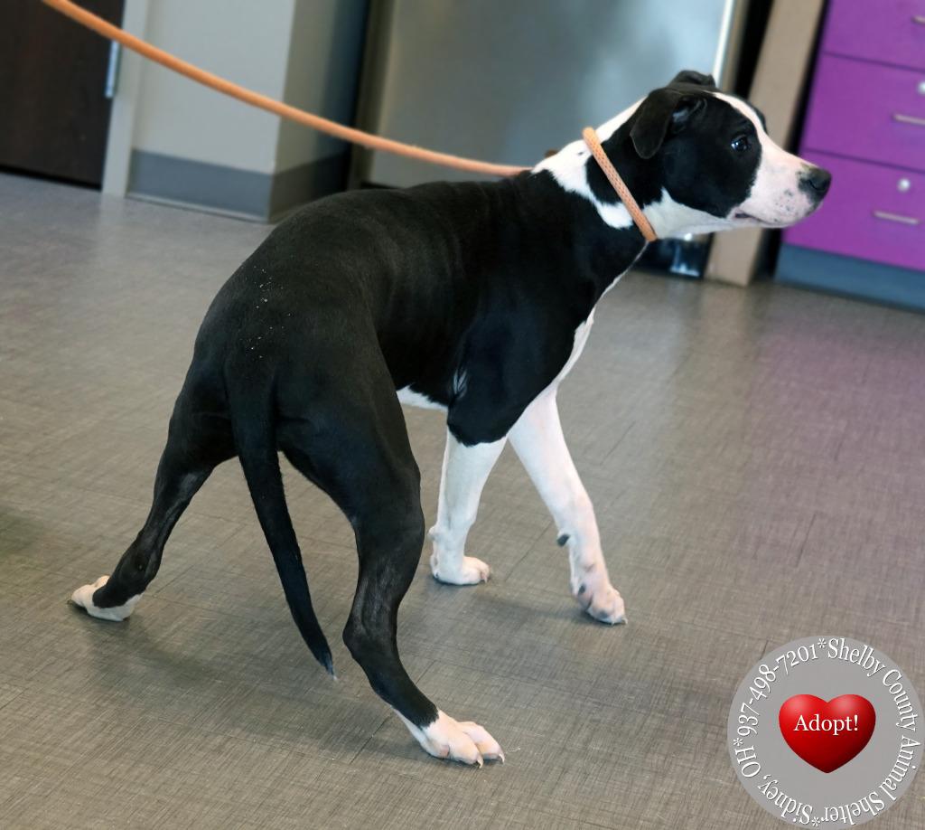 Enlarge Faya Yrly 42, a Adoptable mixed breed in Sidney, OH image 2/3