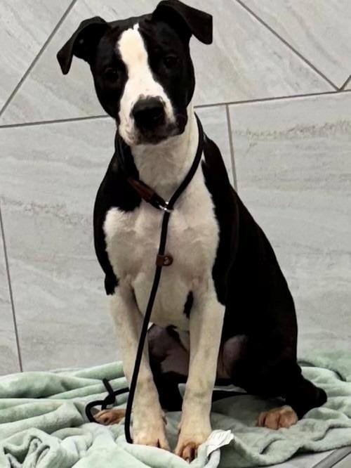 Enlarge Faya Yrly 42, a Adoptable mixed breed in Sidney, OH image 3/3