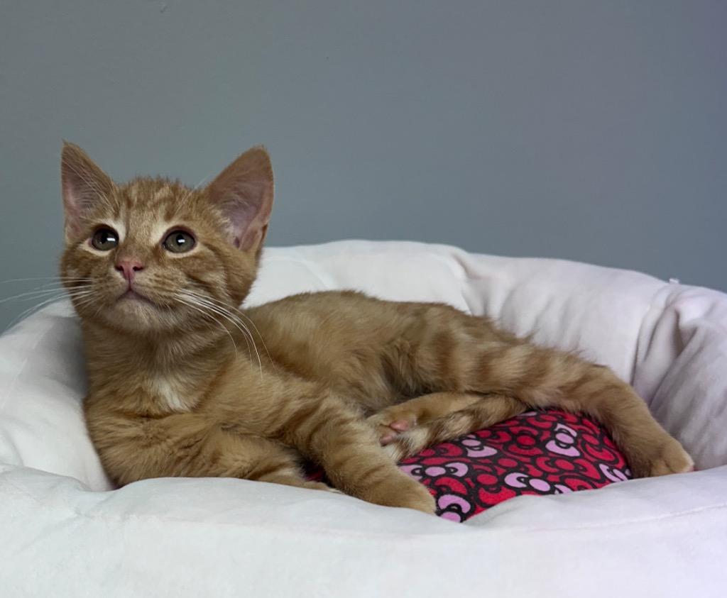 Pochita, a Adoptable mixed breed in Waynesville, MO image 1/2