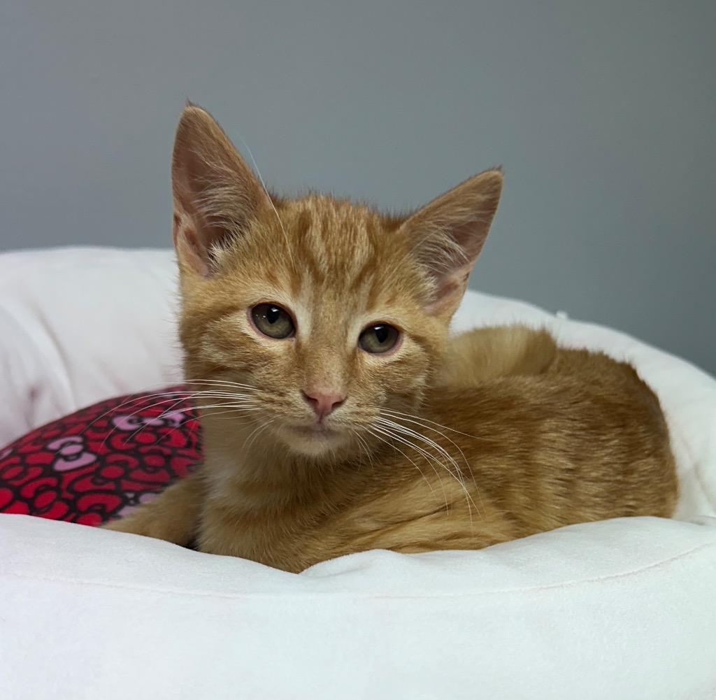 Pochita, a Adoptable mixed breed in Waynesville, MO image 2/2