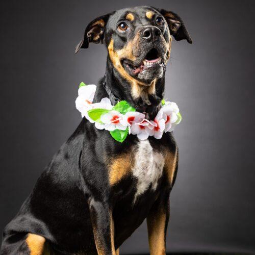 Willow Grace, Adoptable, Adult Female Hound & Australian Kelpie.